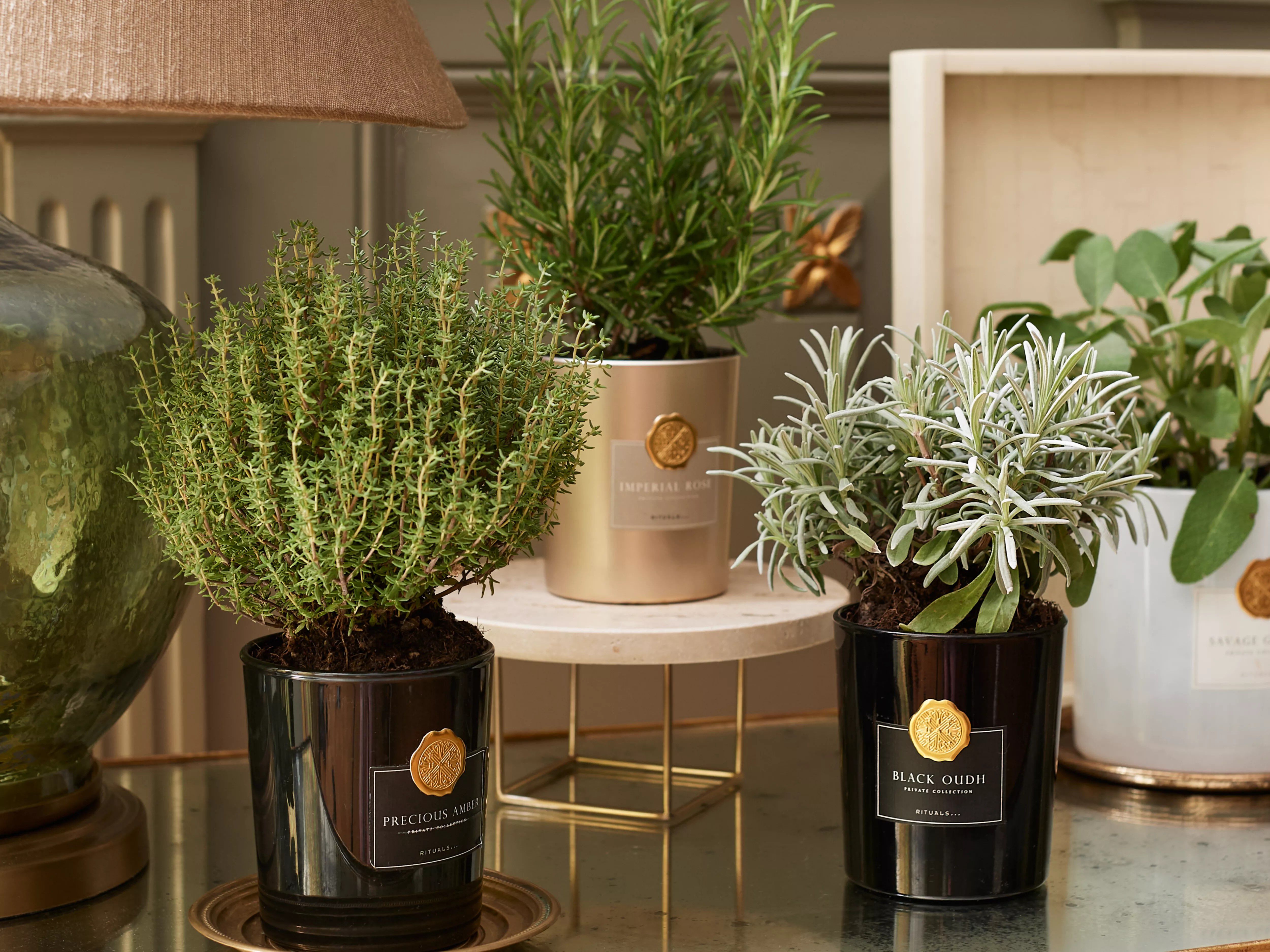 Potted herbs and plants arranged indoors to inspire mindful gardening and create a calming home atmosphere.