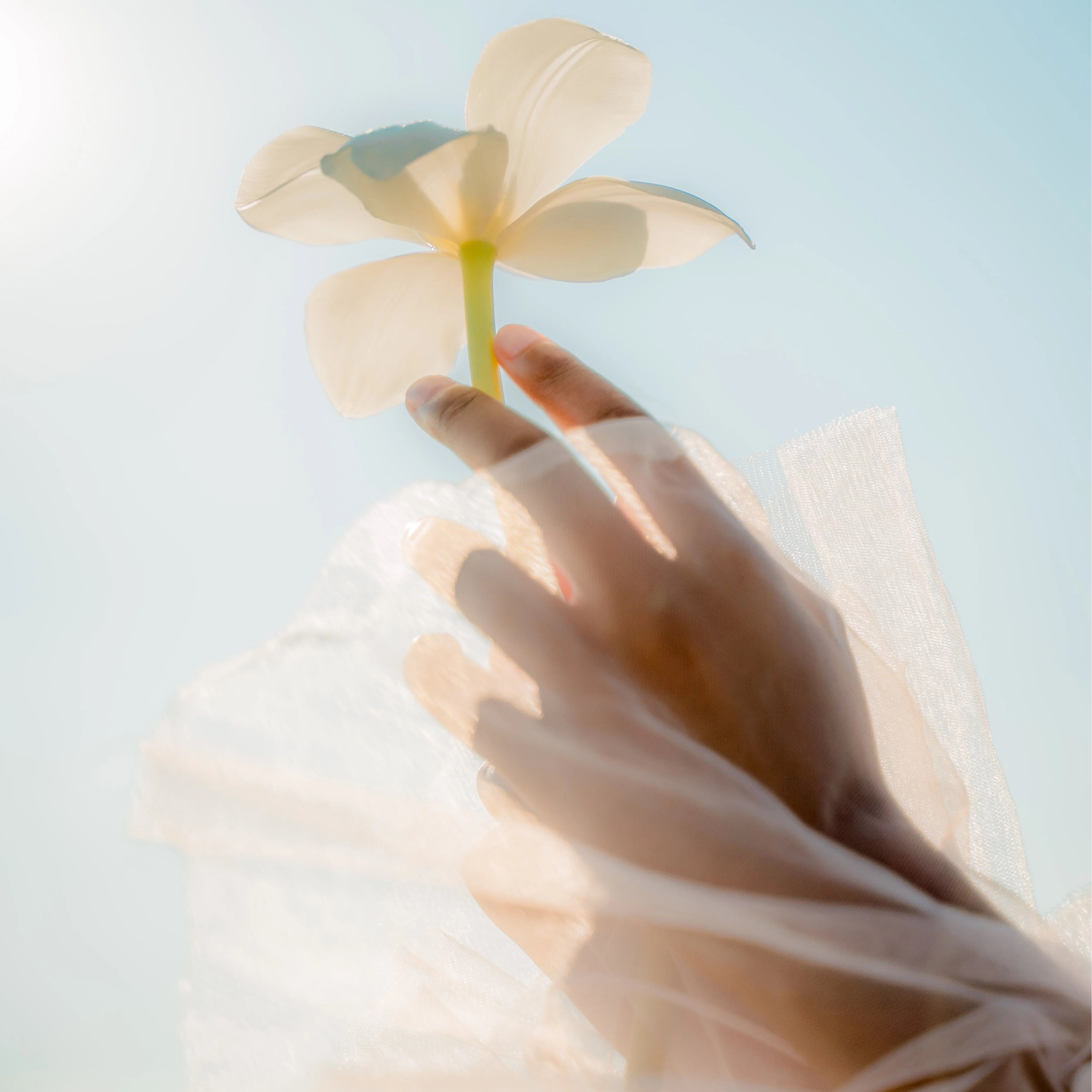 Hand holding a white flower against a clear blue sky, symbolising peace and kindness.